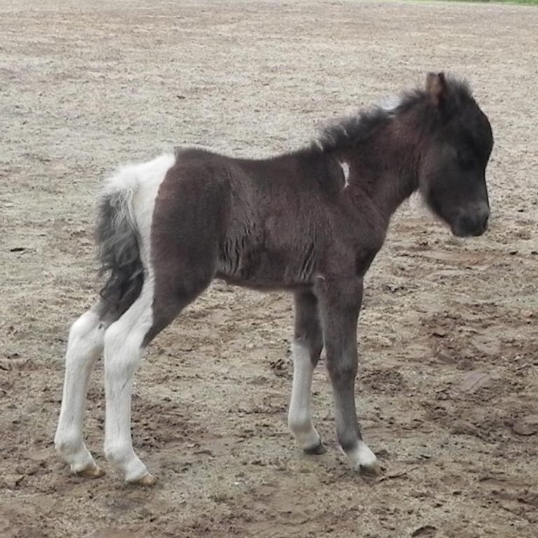 FLEUR OF THE GREENS MINI HORSES - rechts