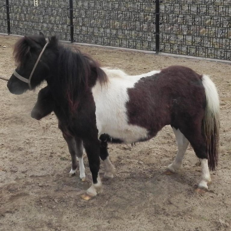 HEARTBREAKERS PASSIONATA - links