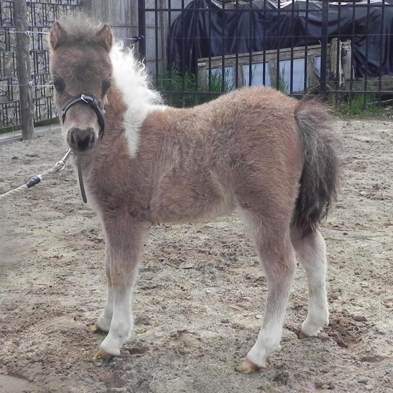OLAF OF THE GREENS MINI HORSES - links