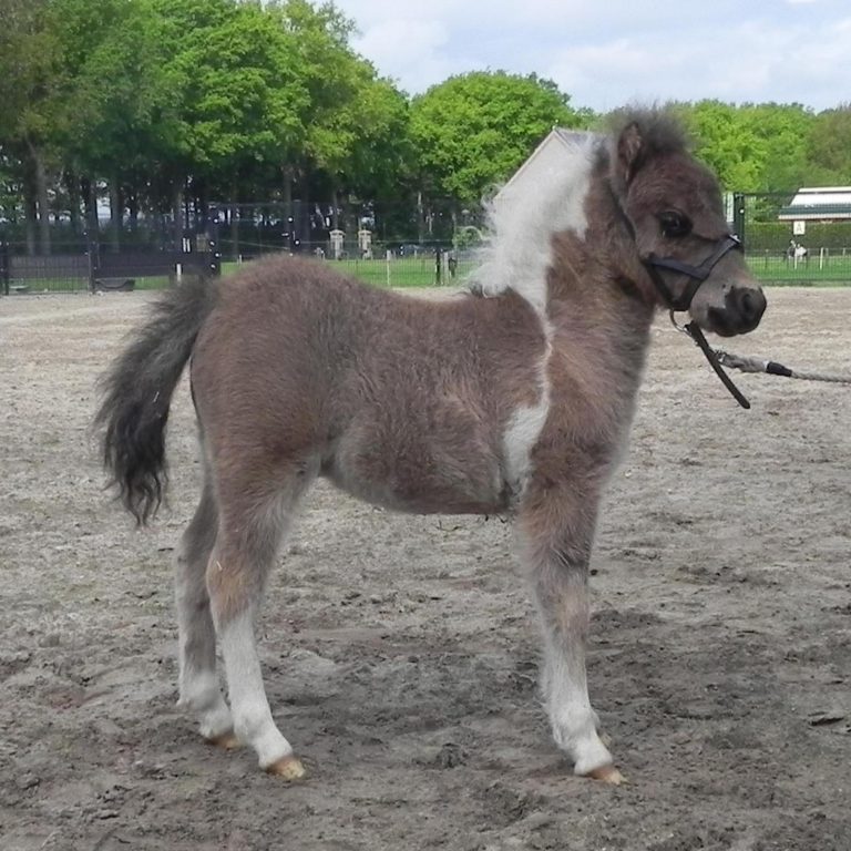 OLAF OF THE GREENS MINI HORSES - rechts